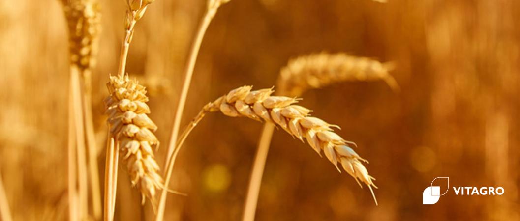 VITAGRO Agroholding: Resilience and Achievements in 2023