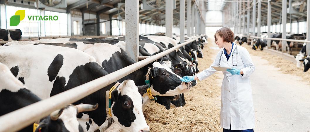 Increasing the number of dairy cows in VITAGRO Group to 1,200 cows