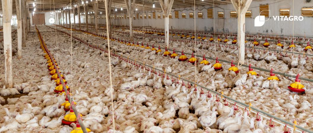 VITAGRO Group in Poultry Farming with Initial Results!