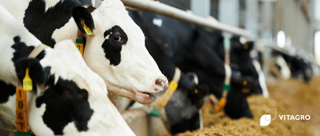 Dairy - commodity farms of the VITAGRO Group of Companies