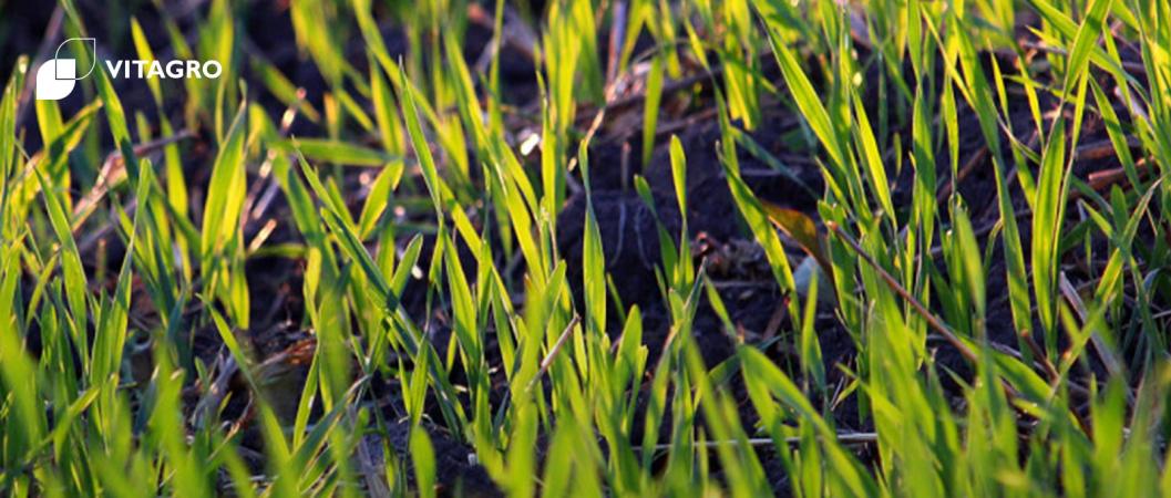 Analysis of winter crops in the fields of VITAGRO agricultural holding
