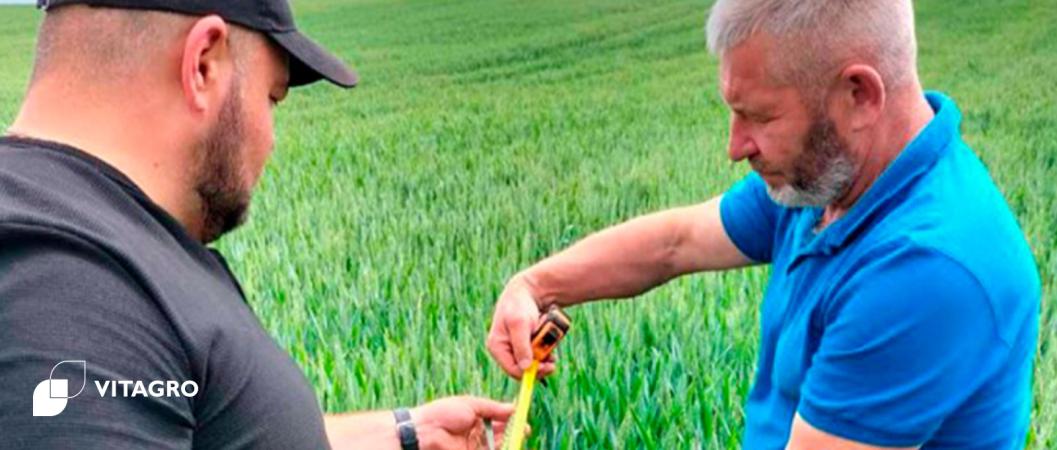The quality of seeds from VITAGRO fields has been confirmed