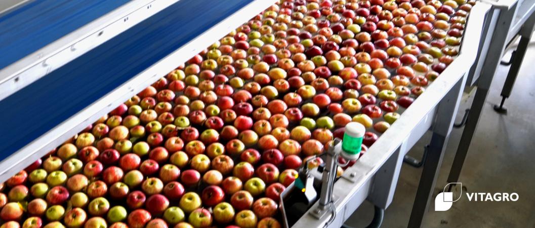 The orchards of the VITAGRO agricultural holding pleased with the yield of apples